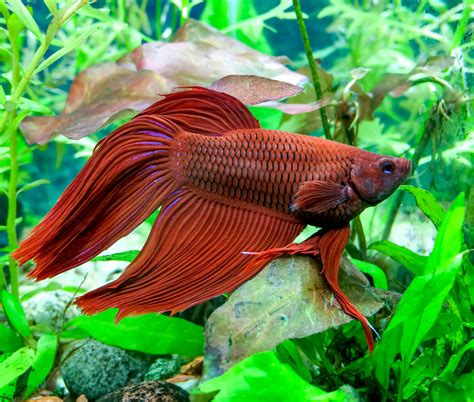 Fish That Can Live in a Small Bowl or Aquarium | Pets ...