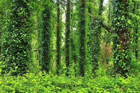 With Ivy Covered Trees By Raimund Linke