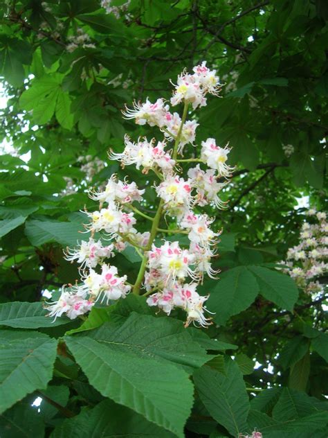 Chestnut Tree Flower Free Photo Download Freeimages