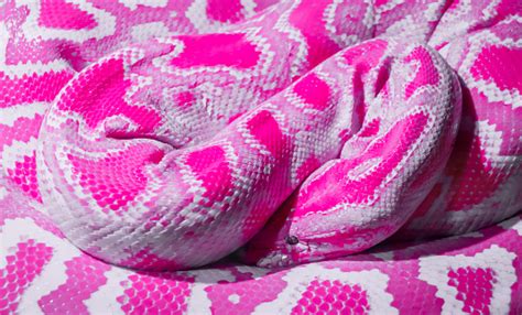 Abstract Pink Snake Stock Photo Download Image Now Istock