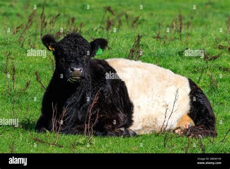 Cow Lying Down Hi Res Stock Photography And Images Alamy