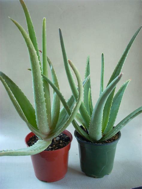 Aloe Vera Plant Medicinal Live Potted