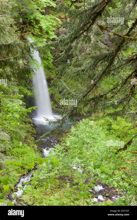 Wa Ford Pinchot National Forest Miller Creek Falls Stock Photo Alamy
