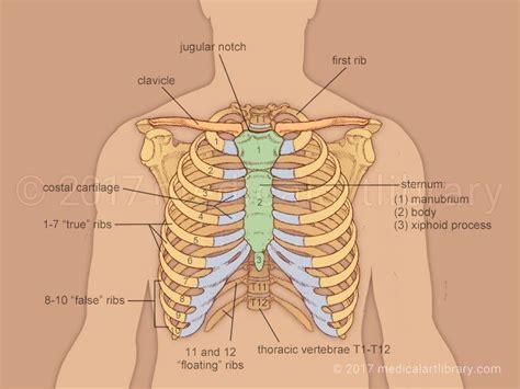 The rib cage is made up of 12 pairs of ribs, 12 thoracic vertebrae, and the sternum. Rib Cage | Thoracic cage, Rib cage drawing, Human rib cage