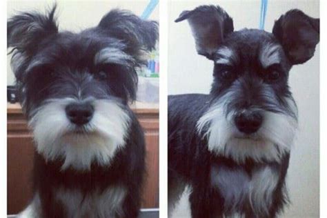 37 Cute Schnauzer Haircut Ideas All The Different Types And Styles