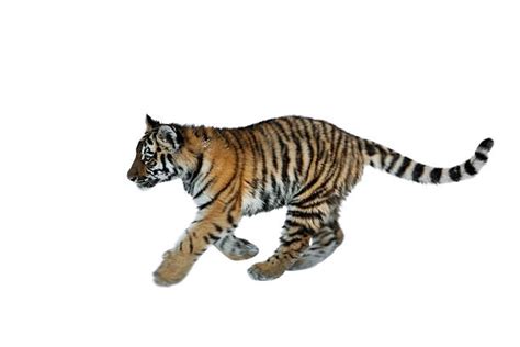 Best Tiger Tail Stock Photos Pictures And Royalty Free Images Istock