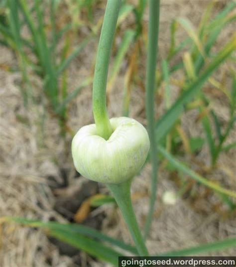 Bulbil Grown Garlic A 6 Year Journey Dan Brisebois