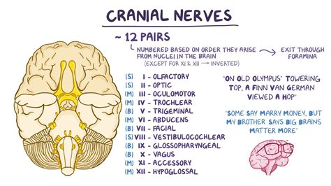 12 Cranial Nerves