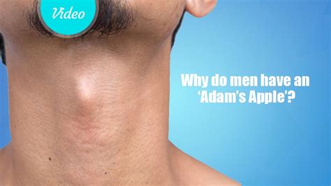 Why Do Men Have An ‘adams Apple Learning Videos For Kids