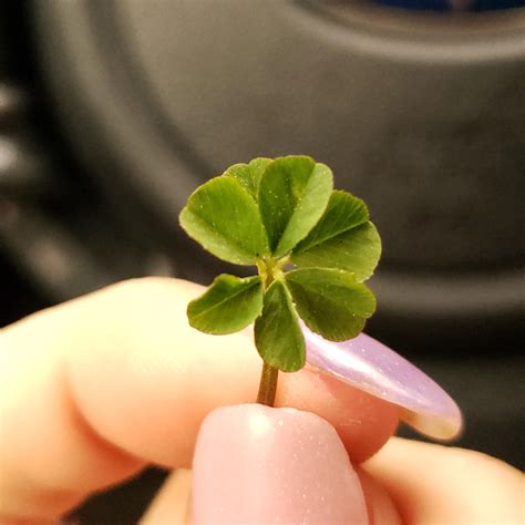 I Found A Seven Leaf Clover Only The Second One Ive Found In My Life