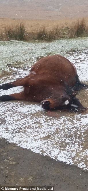 Dartmoor Farmer Left Dead Ponies On Road For Three Days Daily Mail Online