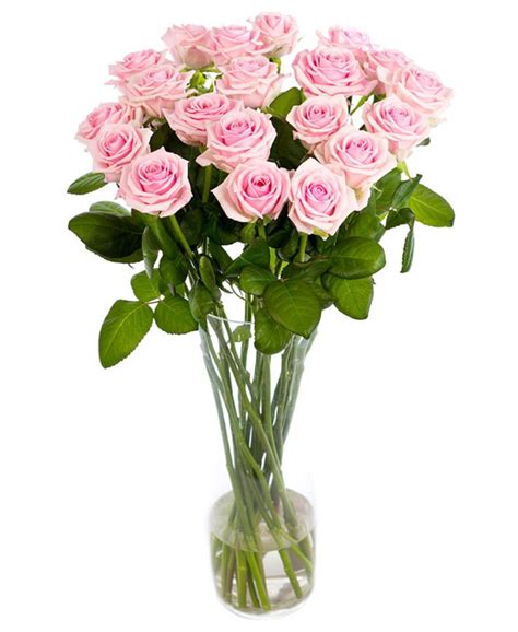 Long Stemmed Roses Soft Pink