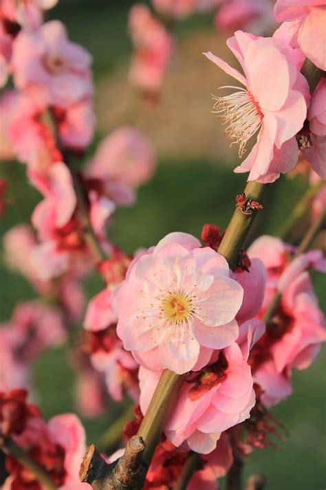 Free Photo Plum Blossom Spring Pink Germination Hippopx