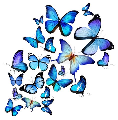 Many Different Butterflies Flying Stock Illustration Illustration Of
