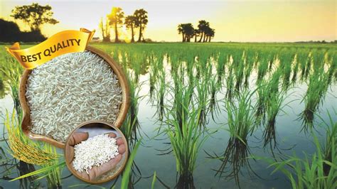 What Are The Cultivated Rice Varieties In Pakistan Agriculture
