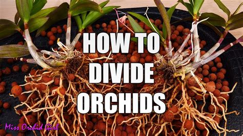 How To Propagate Orchids Through Divisions Simple Guide For Beginners Youtube