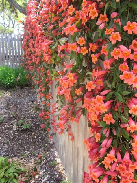 Maybe you would like to learn more about one of these? Lady Bird Johnson Wildflower Center - Bluebonnets and ...