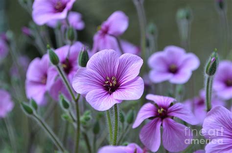 Beautiful Flowering Purple Geranium Flowers In A Garden Photograph By