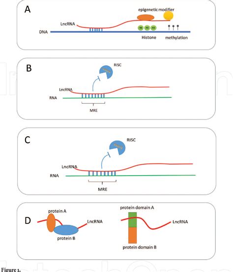 figure 1 from the role of long noncoding rnas in gene expression