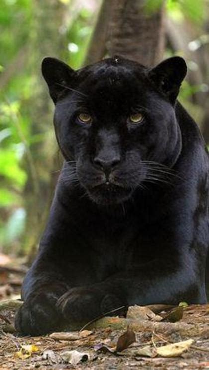 Check spelling or type a new query. Black jaguar cub born, gives hope to endangered species ...