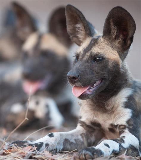 African Wild Dog African Wildlife Foundation