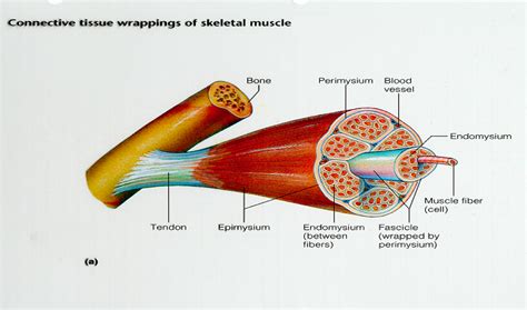 Skeletal Muscle Structure Diagram