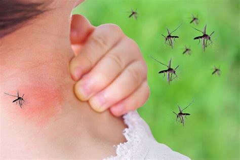 Mosquito Bite Prevention Control For Richmond Virginia