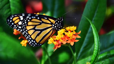 Find the perfect butterfly background stock photos and editorial news pictures from getty images. Monarch Butterfly Wallpapers - Wallpaper Cave