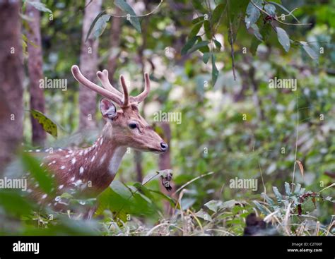 A Spotted Deer In The Royal Chitwan National Park In Nepal Stock Photo