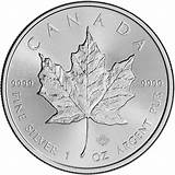 Photos of Canadian Silver Maple Leaf