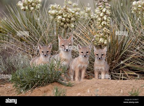 Swift Fox Vulpes Velox Vixen And Three Kits At Their Den Pawnee