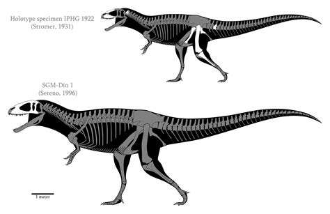 Carcharodontosaurus Saharicus Skeletals 2015 By Spinoinwonderland On