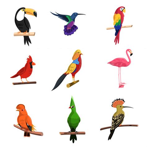 Codex Entries Exotic Birds Pictures
