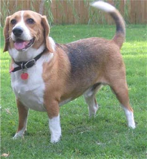 Find this pin and more on beagle mixes by dianne white. Bagle Hound (Basset Hound Beagle Mix) Info, Facts ...