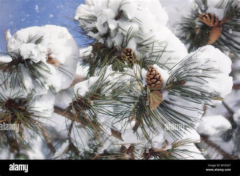 Pine Cones With Snow Pine Needles Covered With Snow Winter Scene