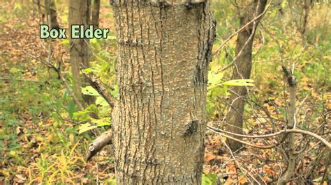 Identification types of trees in illinois. Illinois First Detector Tree Pest Program - Ash (Fraxinus ...