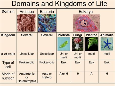 Ppt What Is Life Powerpoint Presentation Free Download Id3304200