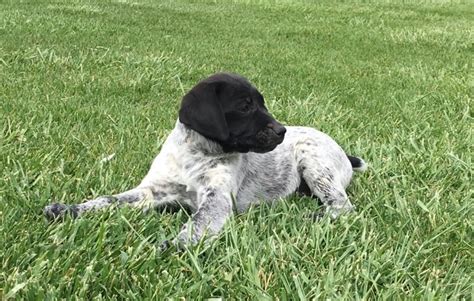 See more ideas about gsp puppies, puppies, german shorthair. German Shorthaired Pointer Puppies For Sale | Barstow, CA #188414