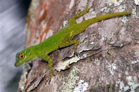 8 Anoles That You Can Keep As Pets With Pictures Pet Keen