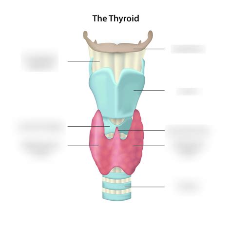 Anatomy 6 The Thyroid Gland Diagram Quizlet