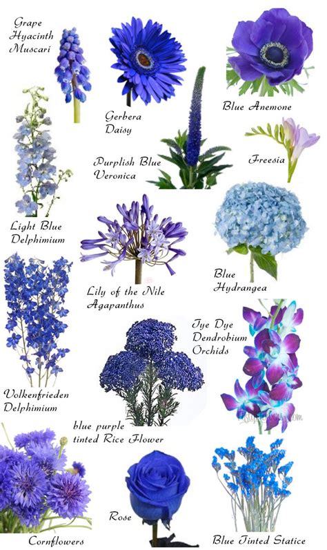Natural Blue Flowers And Their Names Blue Wedding