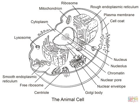 Plant cell coloring page at. Animal Cell coloring page from Biology category. Select ...