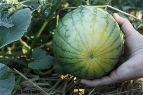 Sweetness i think has to do with the melon itself and the weather. Banyan's End: Watermelon Guessing Game: How to Tell if a ...