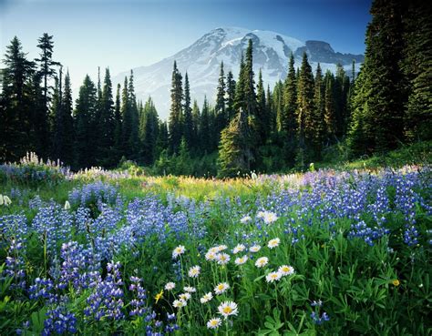 10 Best Places To Stop And Smell The Flowers This Spring National