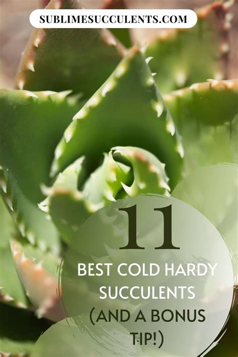 This is the point at which most plants will enter a dormant phase. 11 Best Cold Hardy Succulents (and a Bonus Tip!) in 2020 ...