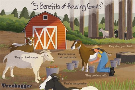 The Benefits Of Raising Goats On A Small Farm