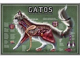 Anatomia Del Gato Veterinaria - Veterinaria Online