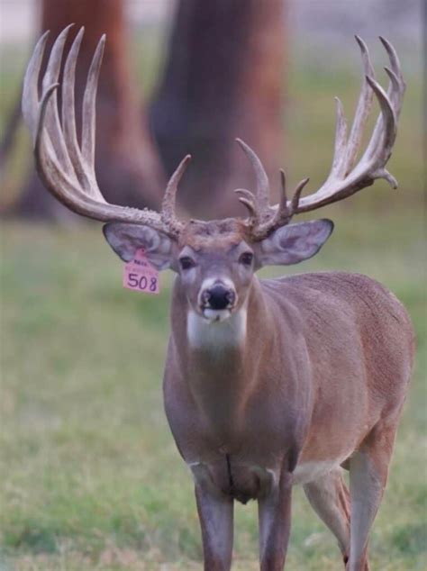 M3 Whitetails Counting Down The Days Deer Breeder In Texas