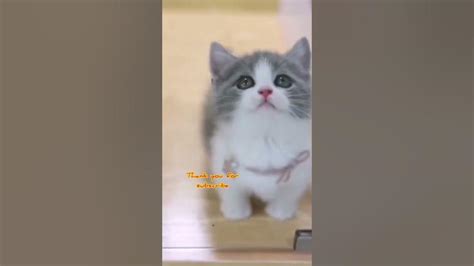 Cute Cat Videos Funny Cats Cat Meowing Cat Tiktok Funny Tiktok Tik Tok Hh Youtube
