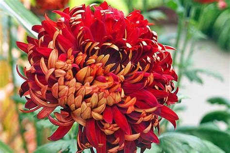 Red Chrysanthemum With Reflex Petals Red